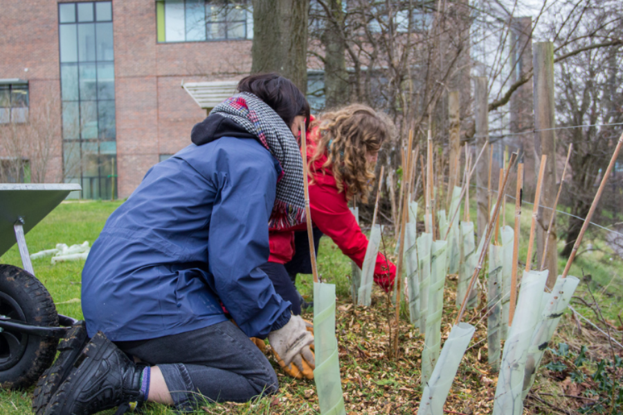 Two volunteers planting hedgerow saplings